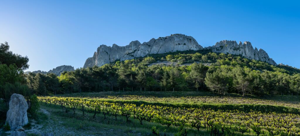 l'été en provence avec champs de vignes