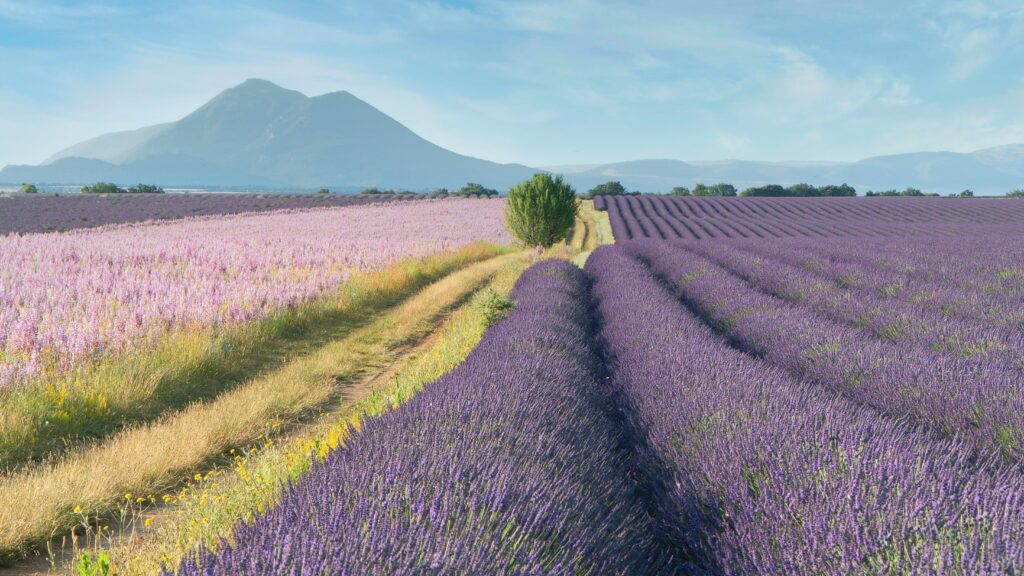 découvrir le luberon et les champs de lavande